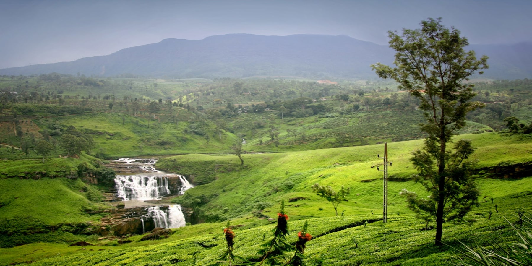 Green tea-covered mountains with Waterfall view