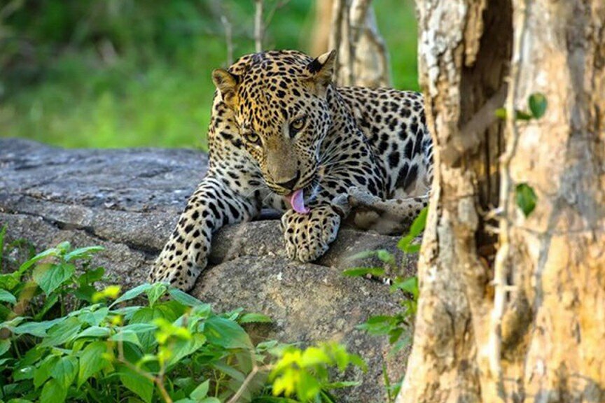Yala wildlife view one