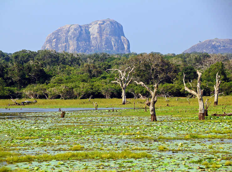 Yala wildlife view three